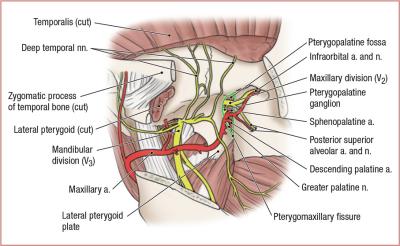 thumbs/Arteries and Nerves of Pterygopalantine Fossa.jpeg.jpg